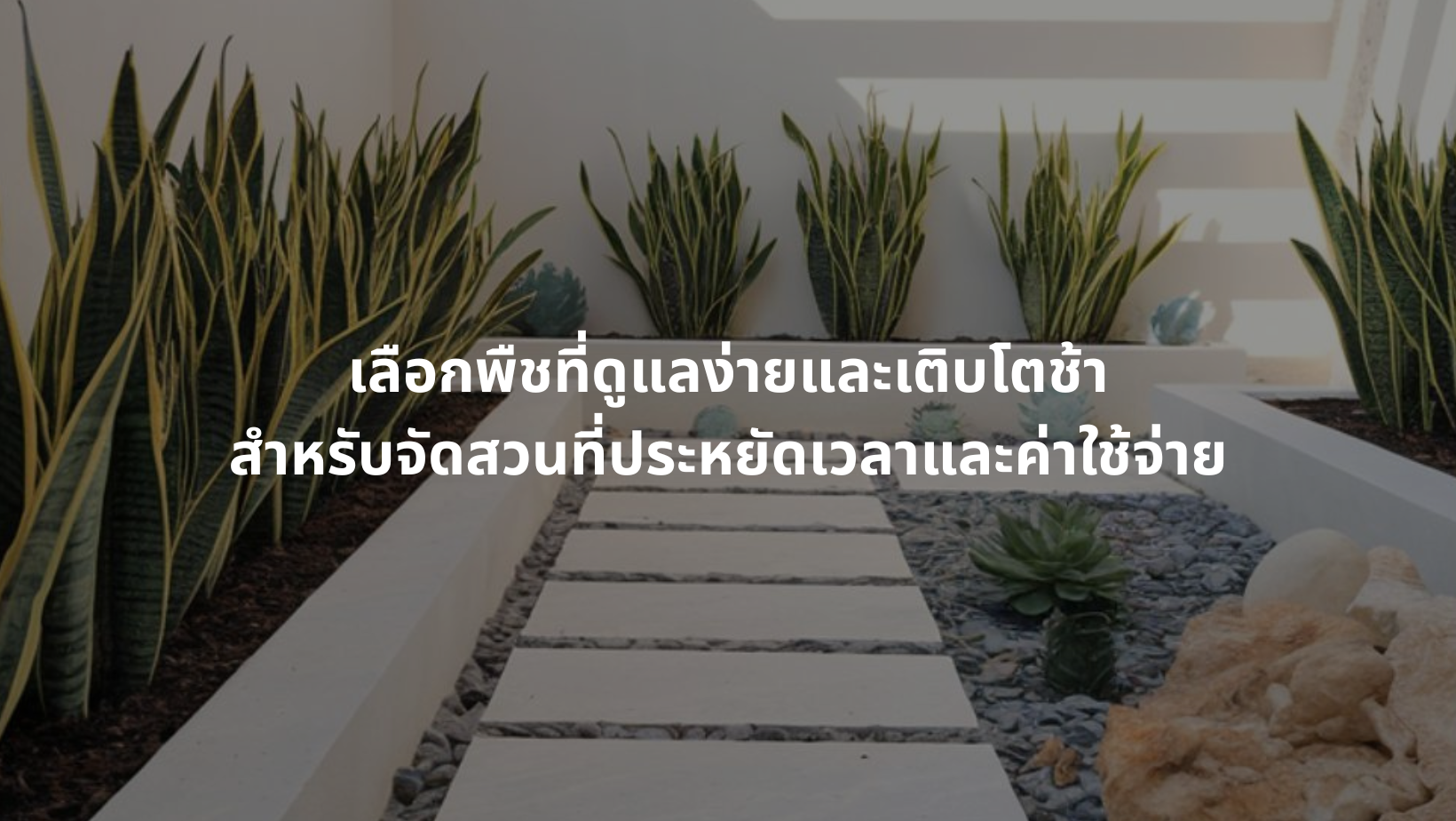 Photo inspiration: Picture Idea: เล อกพ ชท ด แลง ายและเต บโตช า สำหร บจ